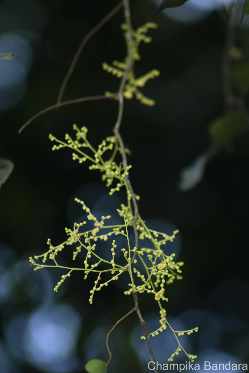 Hopea brevipetiolaris (Thwaites ex Trimen) P.S.Ashton